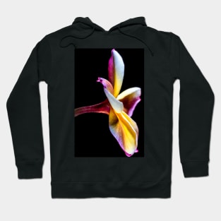 plumeria-flowers-frangipani-floral-awesome-bossom-shirtyshirto-32 Hoodie